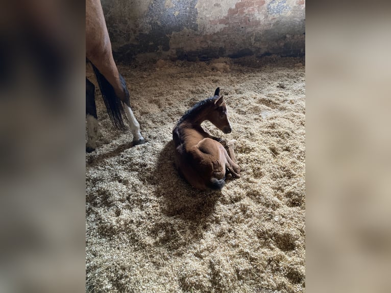 Purosangue arabo Giumenta 1 Anno 160 cm Baio in Theras