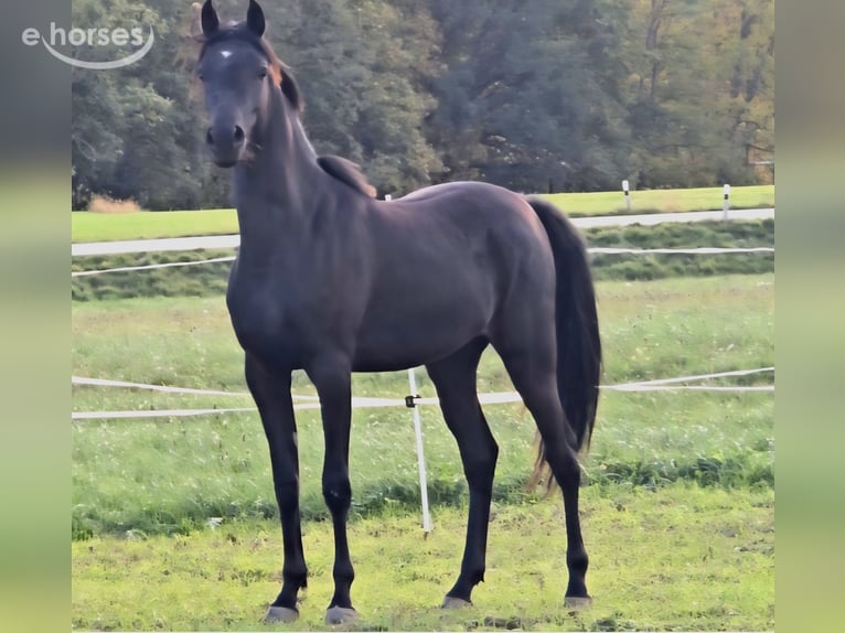 Purosangue arabo Giumenta 1 Anno 160 cm Morello in Reichertsheim