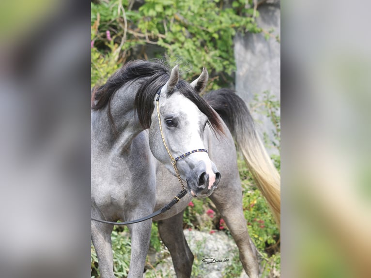 Purosangue arabo Giumenta 1 Anno Grigio in Wallsee