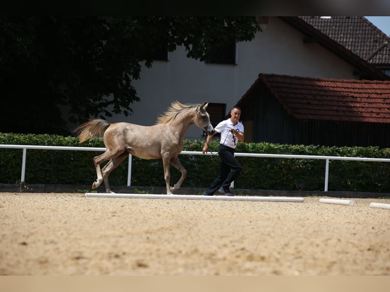 Purosangue arabo Giumenta 1 Anno Grigio in Reichraming