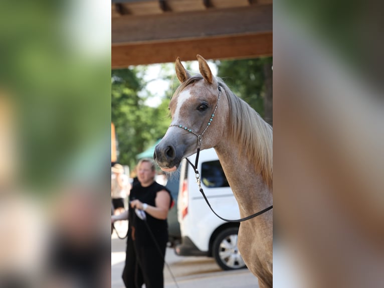 Purosangue arabo Giumenta 1 Anno Grigio in Reichraming