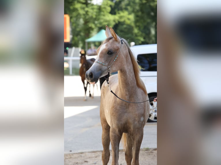 Purosangue arabo Giumenta 1 Anno Grigio in Reichraming