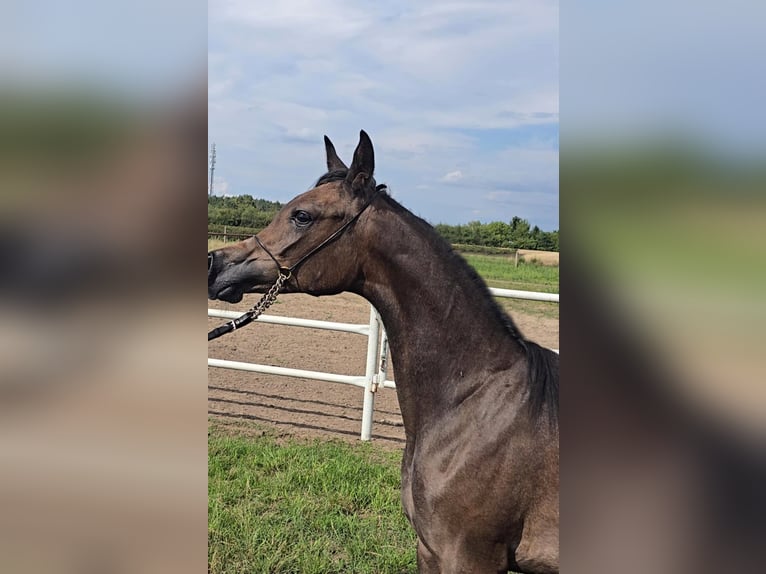 Purosangue arabo Giumenta 1 Anno Grigio in Stryk&#xF3;w