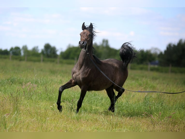Purosangue arabo Giumenta 1 Anno Grigio in Stryk&#xF3;w