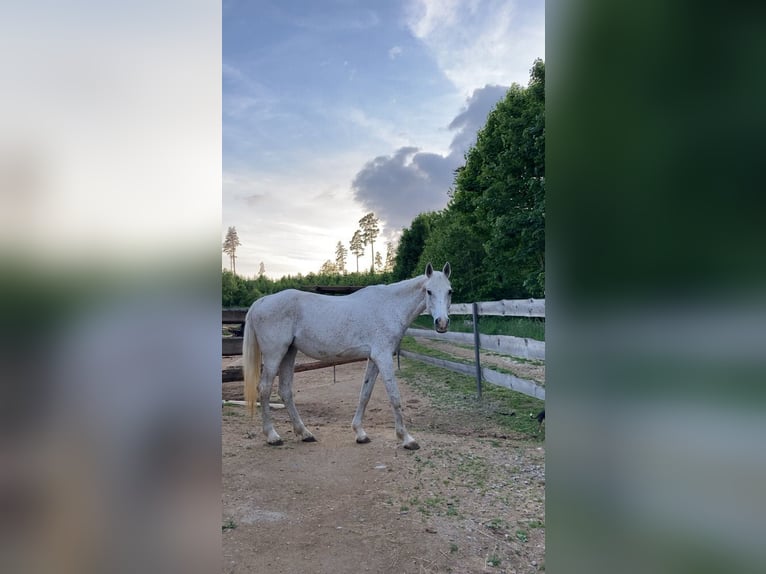Purosangue arabo Giumenta 21 Anni 160 cm Grigio in Waidhaus