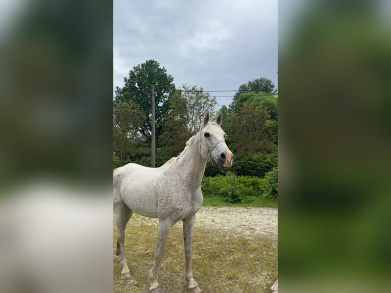 Purosangue arabo Giumenta 21 Anni 160 cm Grigio in Waidhaus