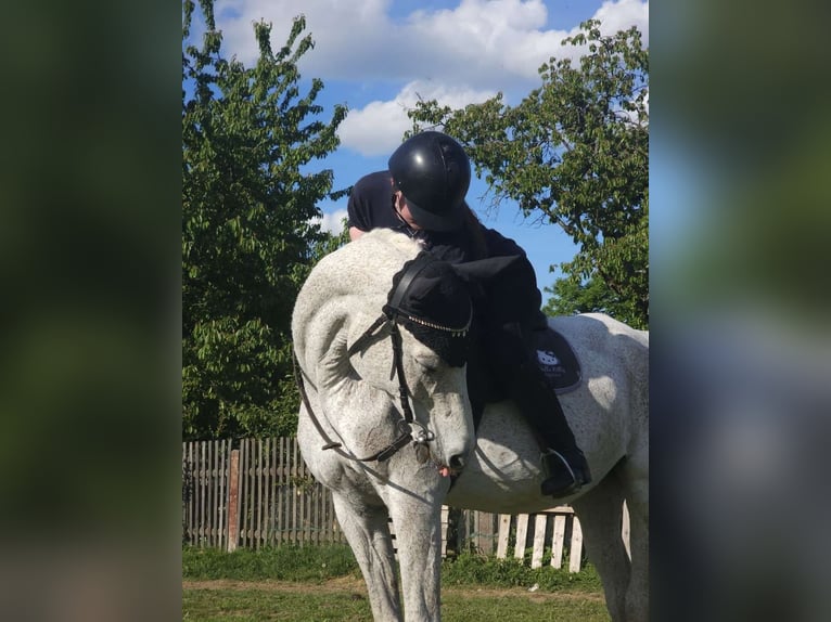 Purosangue arabo Giumenta 21 Anni 160 cm Grigio in Waidhaus