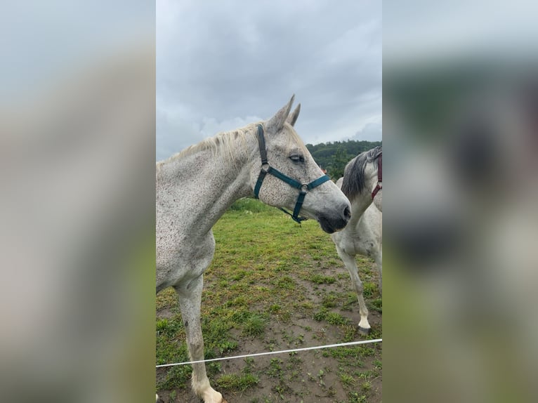 Purosangue arabo Giumenta 21 Anni 160 cm Grigio in Waidhaus