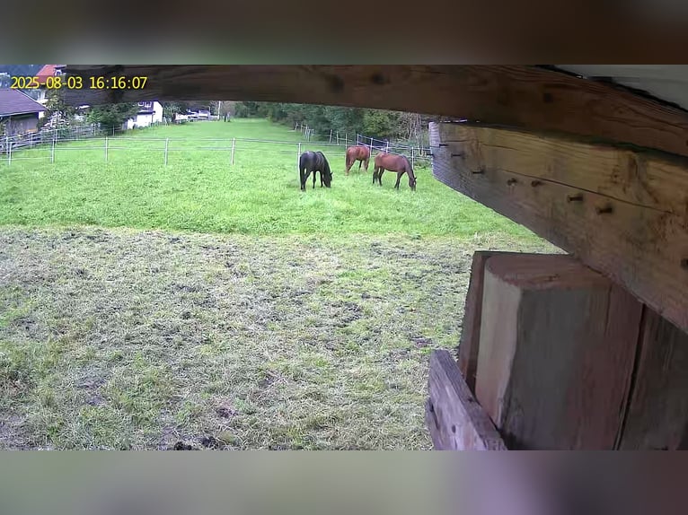 Purosangue arabo Giumenta 22 Anni 160 cm Baio in Kramsach