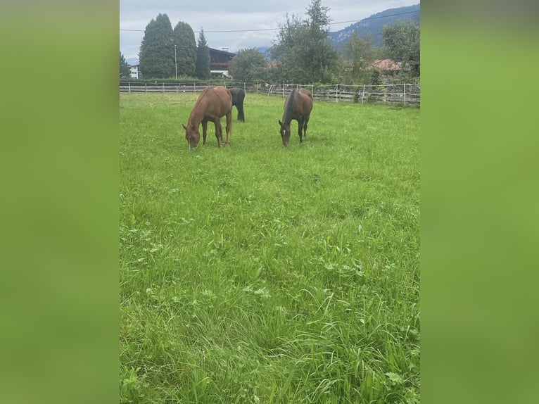 Purosangue arabo Giumenta 22 Anni 160 cm Baio in Kramsach