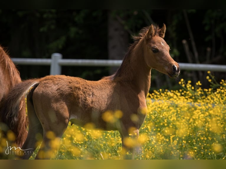 Purosangue arabo Giumenta 2 Anni 132 cm Baio in Söll