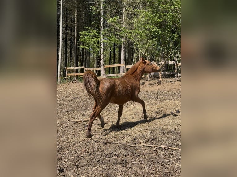 Purosangue arabo Giumenta 2 Anni 141 cm Sauro in Durango