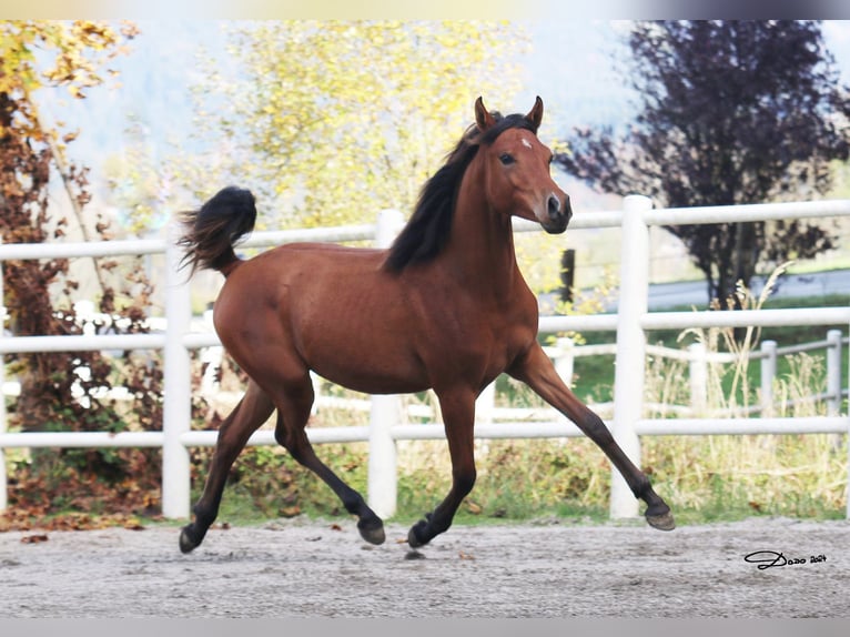 Purosangue arabo Giumenta 2 Anni 142 cm Baio in S&#xF6;ll