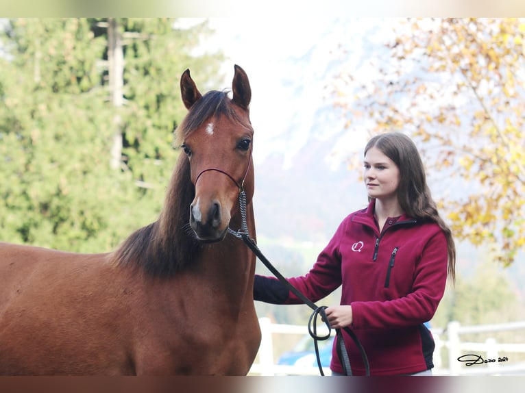 Purosangue arabo Giumenta 2 Anni 142 cm Baio in S&#xF6;ll