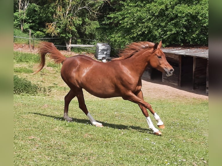 Purosangue arabo Giumenta 2 Anni 149 cm Morello in Obertaufkirchen