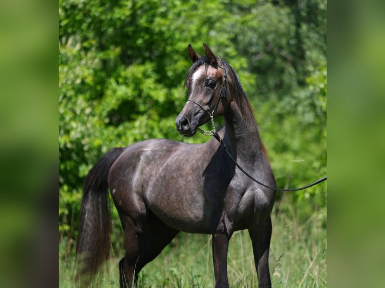 Purosangue arabo Giumenta 2 Anni 150 cm Grigio in Lodz