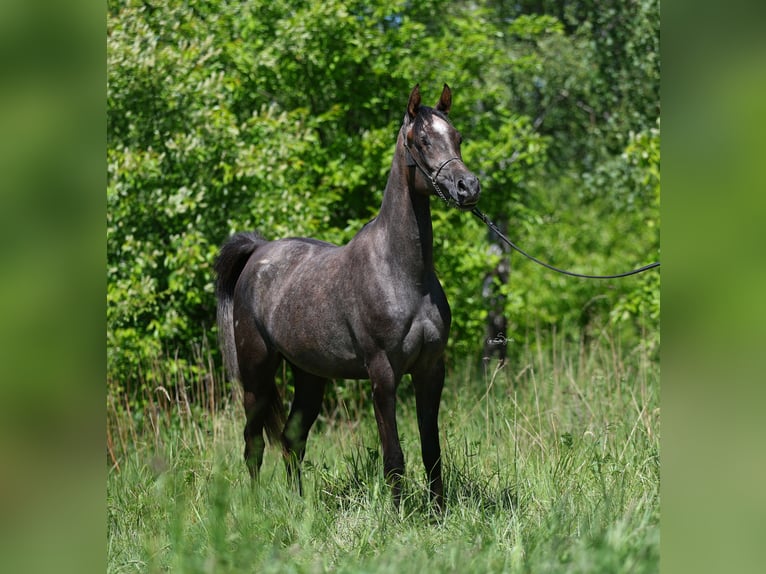 Purosangue arabo Giumenta 2 Anni 150 cm Grigio in Lodz