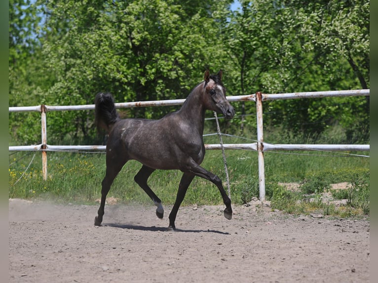 Purosangue arabo Giumenta 2 Anni 150 cm Grigio in Lodz
