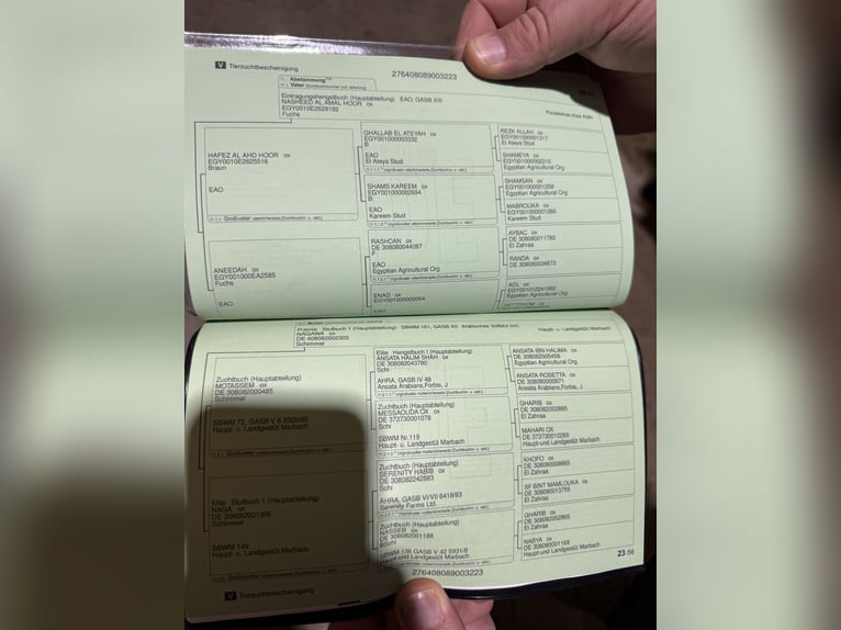 Purosangue arabo Giumenta 2 Anni 151 cm Può diventare grigio in Sonnenbühl