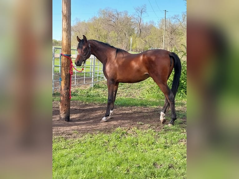 Purosangue arabo Giumenta 2 Anni 152 cm Baio ciliegia in Alexandria, MN