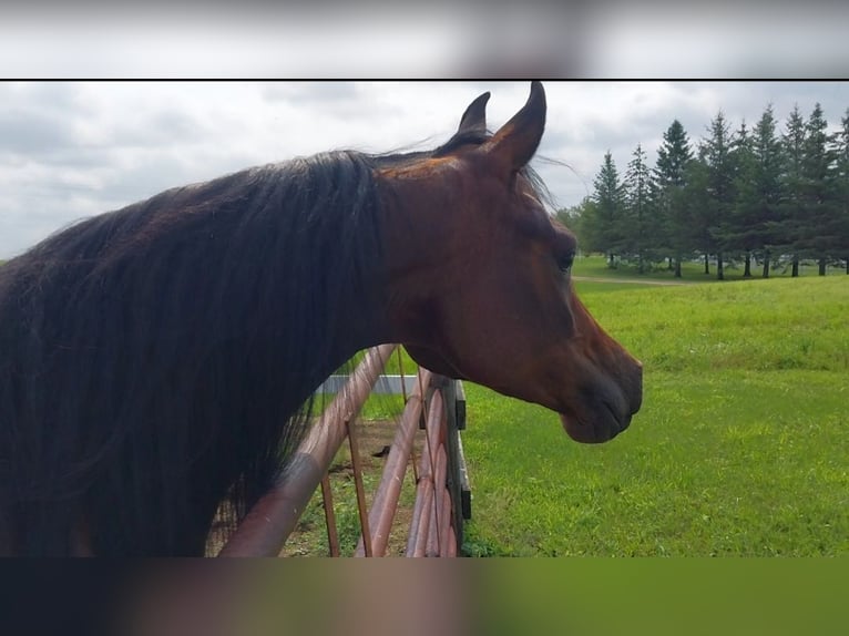 Purosangue arabo Giumenta 2 Anni 152 cm Baio ciliegia in Alexandria, MN