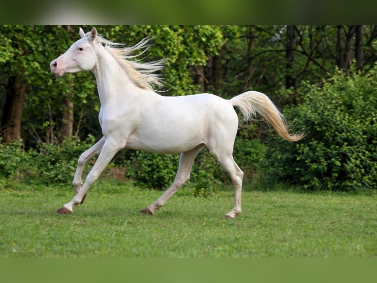 Purosangue arabo Giumenta 2 Anni 153 cm Bianco in Baulon