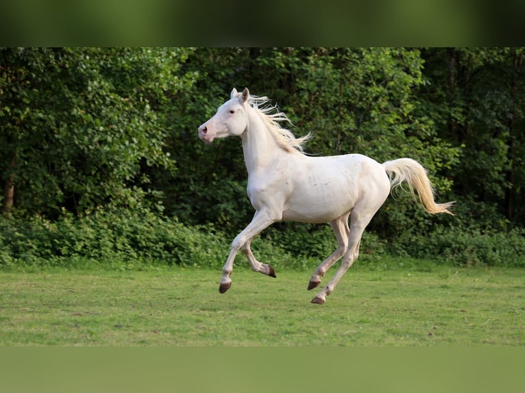 Purosangue arabo Giumenta 2 Anni 153 cm Bianco in Baulon