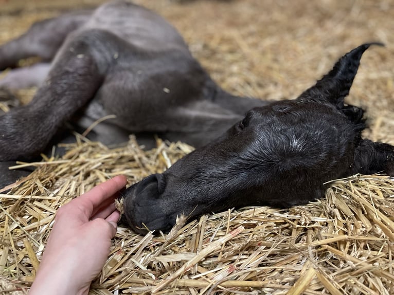 Purosangue arabo Giumenta 2 Anni 153 cm Morello in Memmingen