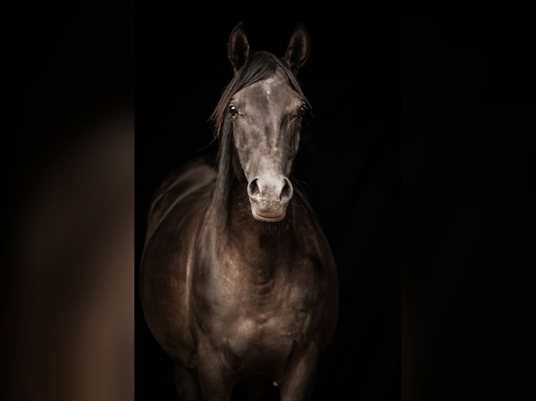 Purosangue arabo Giumenta 2 Anni 153 cm Morello in Memmingen