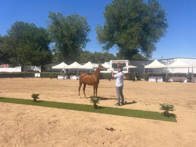 Purosangue arabo Giumenta 2 Anni 153 cm Sauro in Albala