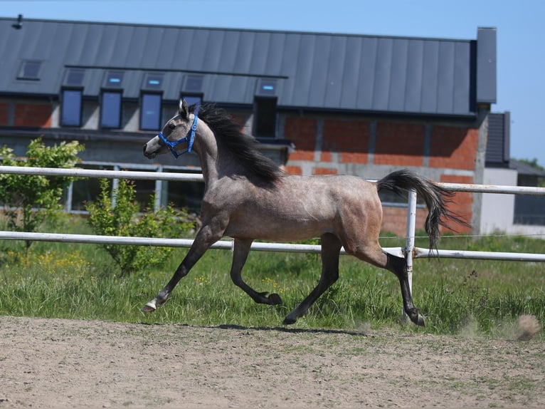 Purosangue arabo Giumenta 2 Anni 154 cm Grigio in Lodz