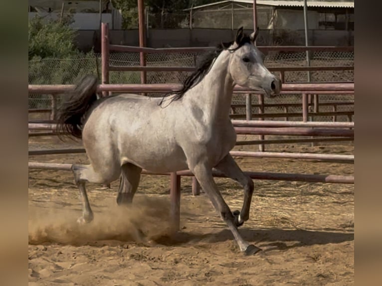 Purosangue arabo Giumenta 2 Anni 154 cm Grigio in Dubai