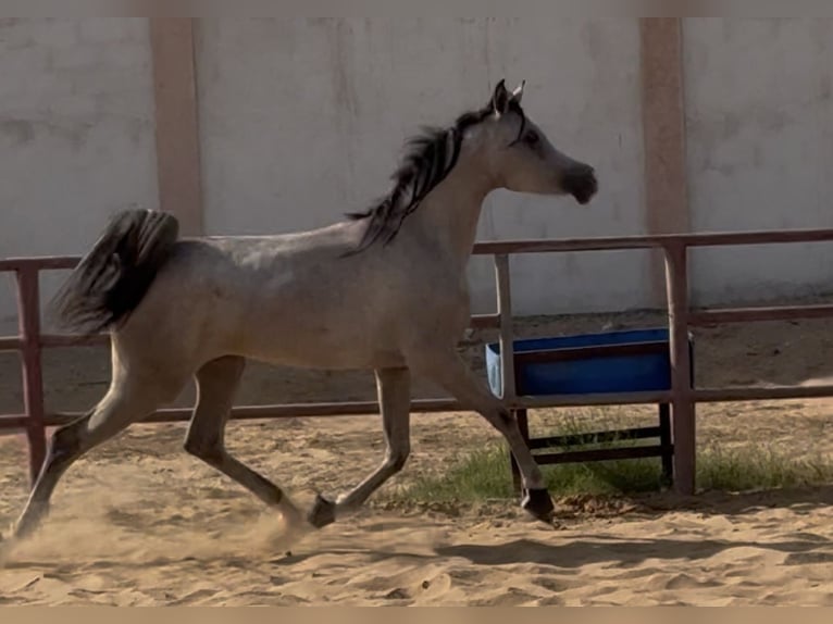 Purosangue arabo Giumenta 2 Anni 154 cm Grigio in Dubai