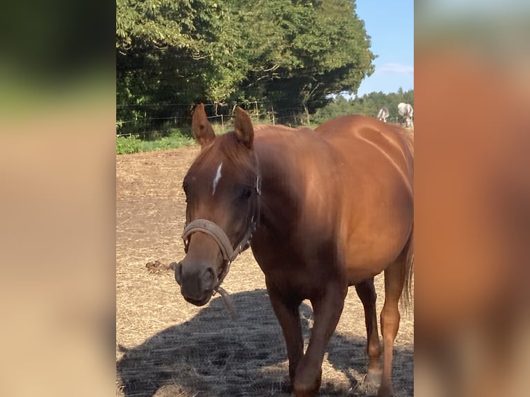 Purosangue arabo Giumenta 2 Anni 155 cm Sauro in Theras
