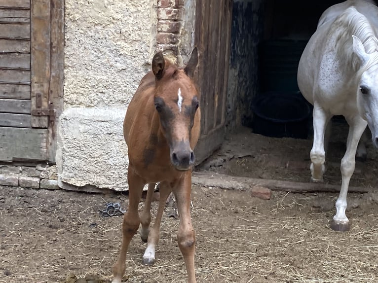 Purosangue arabo Giumenta 2 Anni 155 cm Sauro in Theras