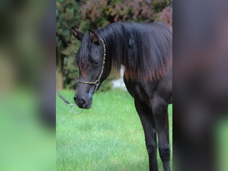 Purosangue arabo Giumenta 2 Anni 156 cm Morello in Santok