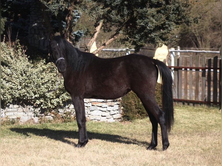 Purosangue arabo Giumenta 2 Anni 156 cm Morello in Santok