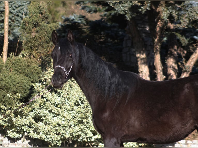 Purosangue arabo Giumenta 2 Anni 156 cm Morello in Santok