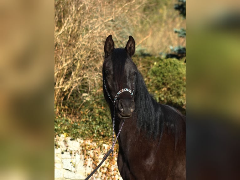 Purosangue arabo Giumenta 2 Anni 156 cm Morello in Santok