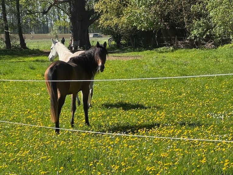 Purosangue arabo Giumenta 2 Anni Baio in Harsum