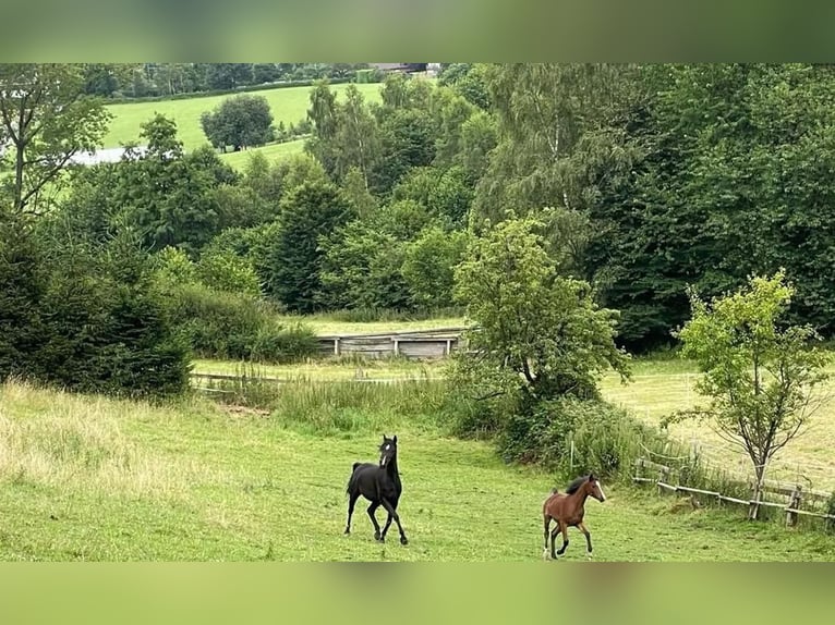 Purosangue arabo Giumenta 2 Anni Baio in Büren