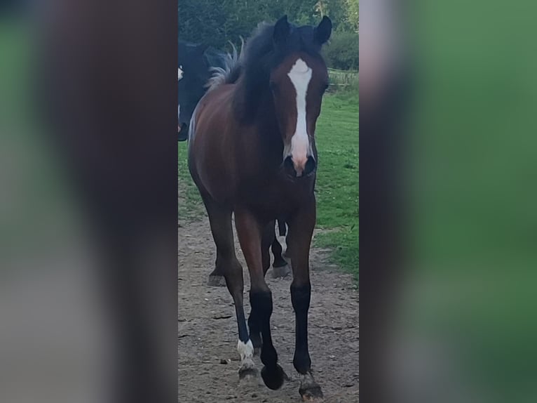 Purosangue arabo Giumenta 2 Anni Baio in Büren