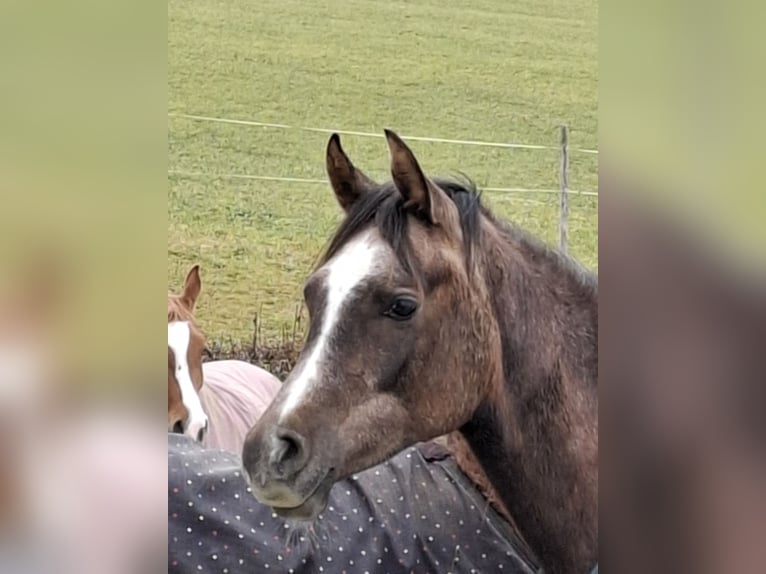 Purosangue arabo Giumenta 2 Anni Grigio in Reichraming