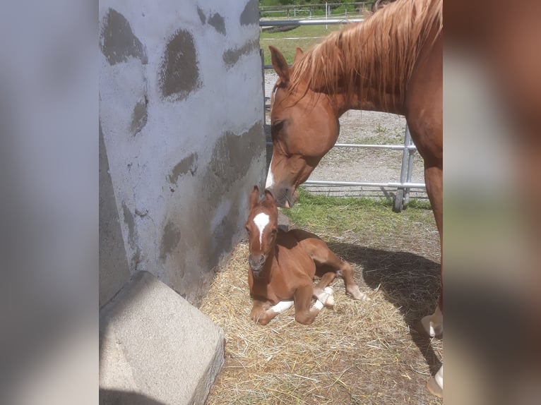 Purosangue arabo Giumenta 2 Anni Grigio in Reichraming