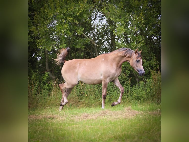 Purosangue arabo Giumenta 2 Anni Grigio in Nieuwlande