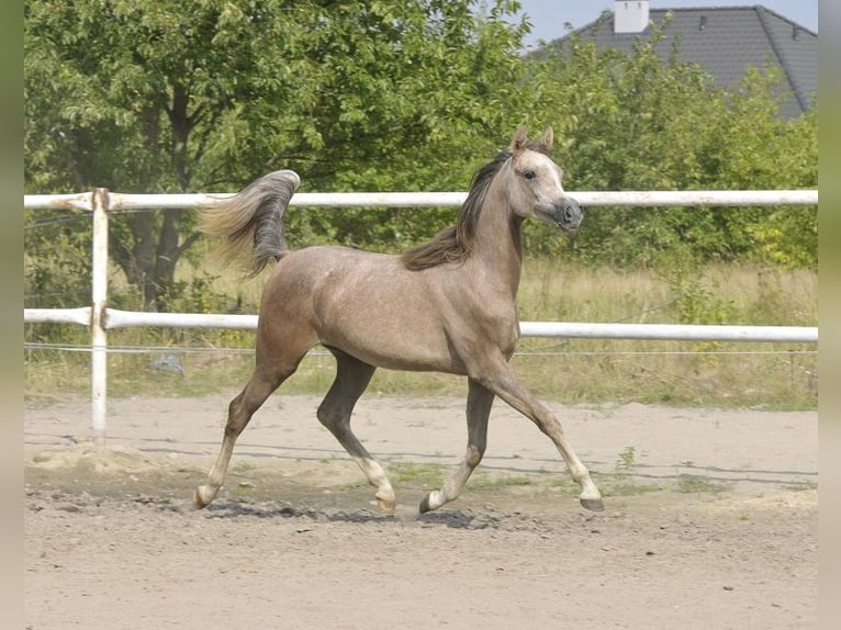 Purosangue arabo Giumenta 2 Anni Grigio in Lodz