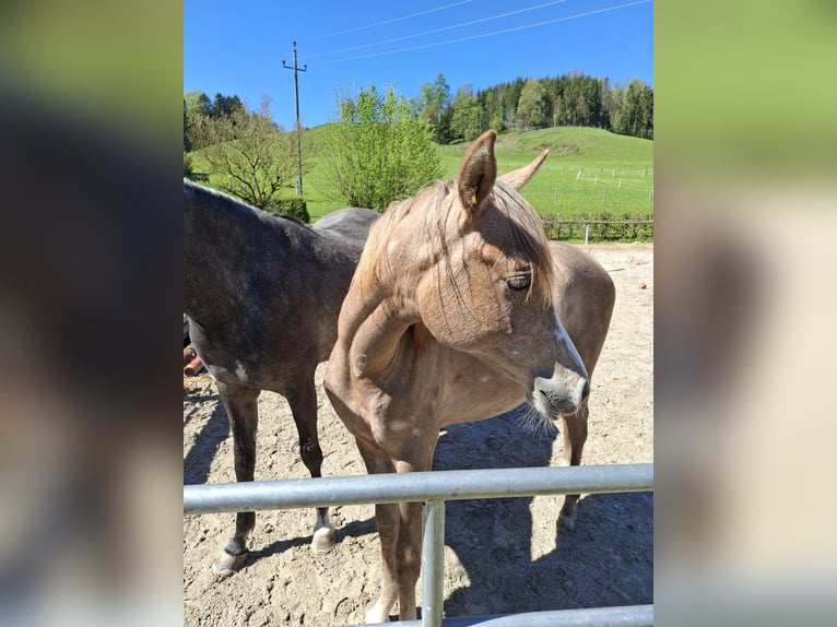 Purosangue arabo Giumenta 2 Anni Grigio in Reichraming