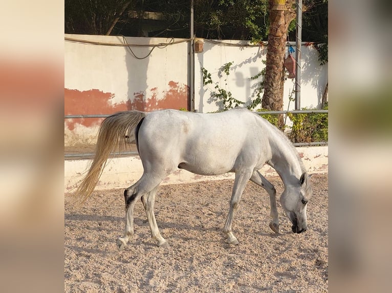 Purosangue arabo Giumenta 3 Anni 145 cm Bianco in Giza