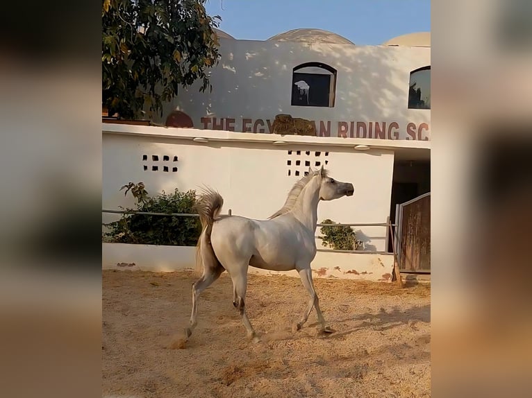 Purosangue arabo Giumenta 3 Anni 145 cm Bianco in Giza