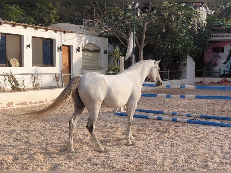 Purosangue arabo Giumenta 3 Anni 145 cm Bianco in Giza